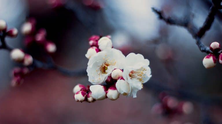 Photographing cherry blossoms