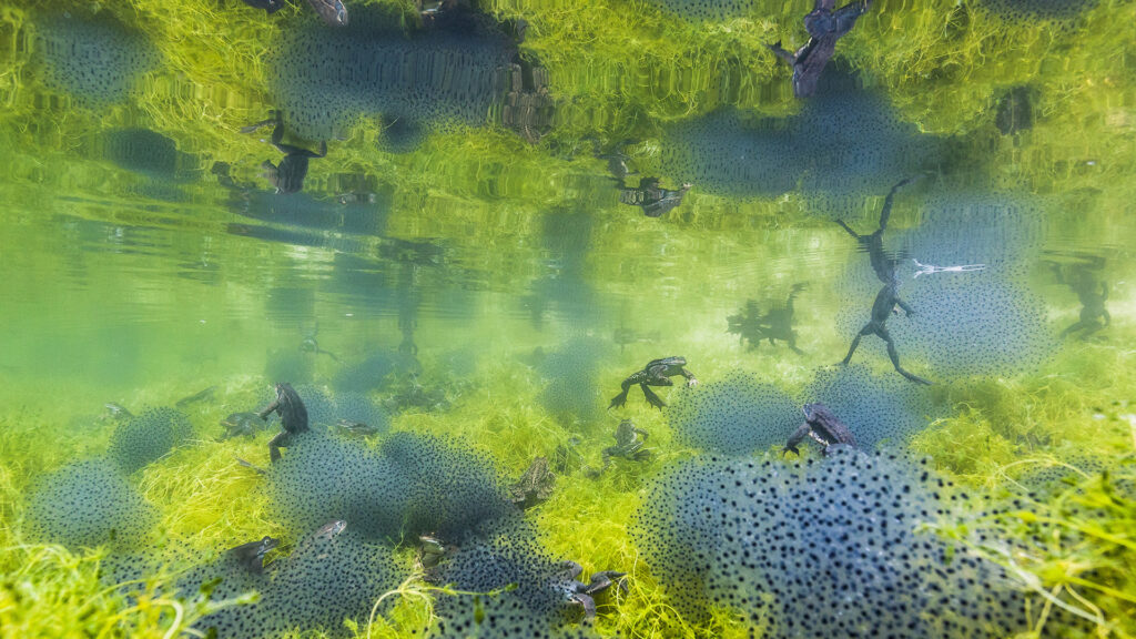 À Londres, les « animaux fantastiques »