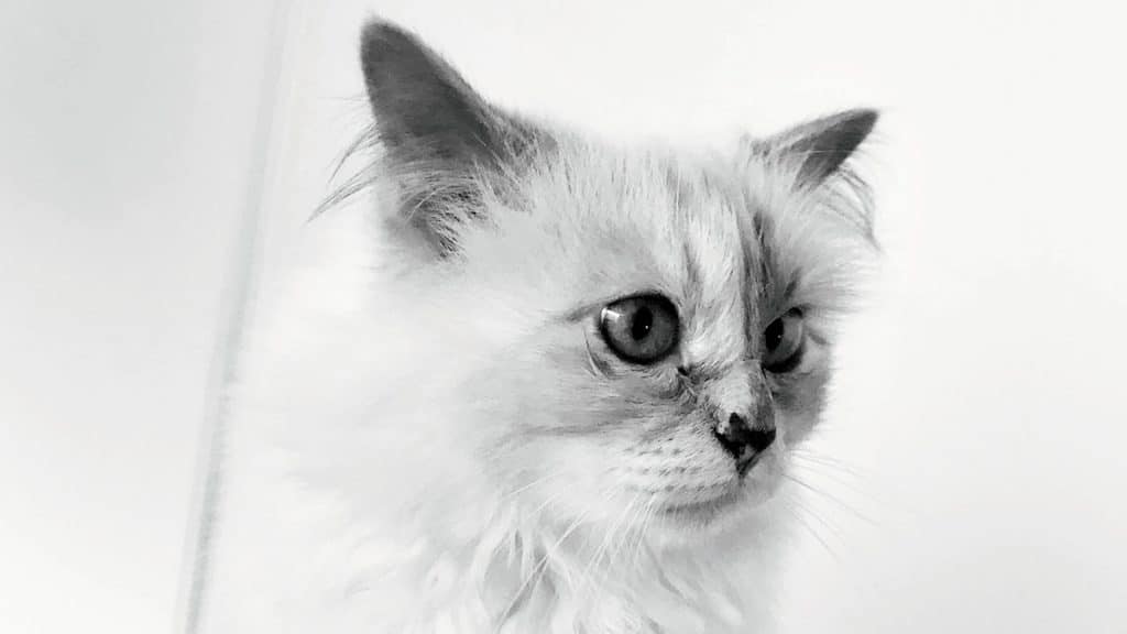 Eric Baratay: “Choupette symbolizes a trend taken to the extreme”