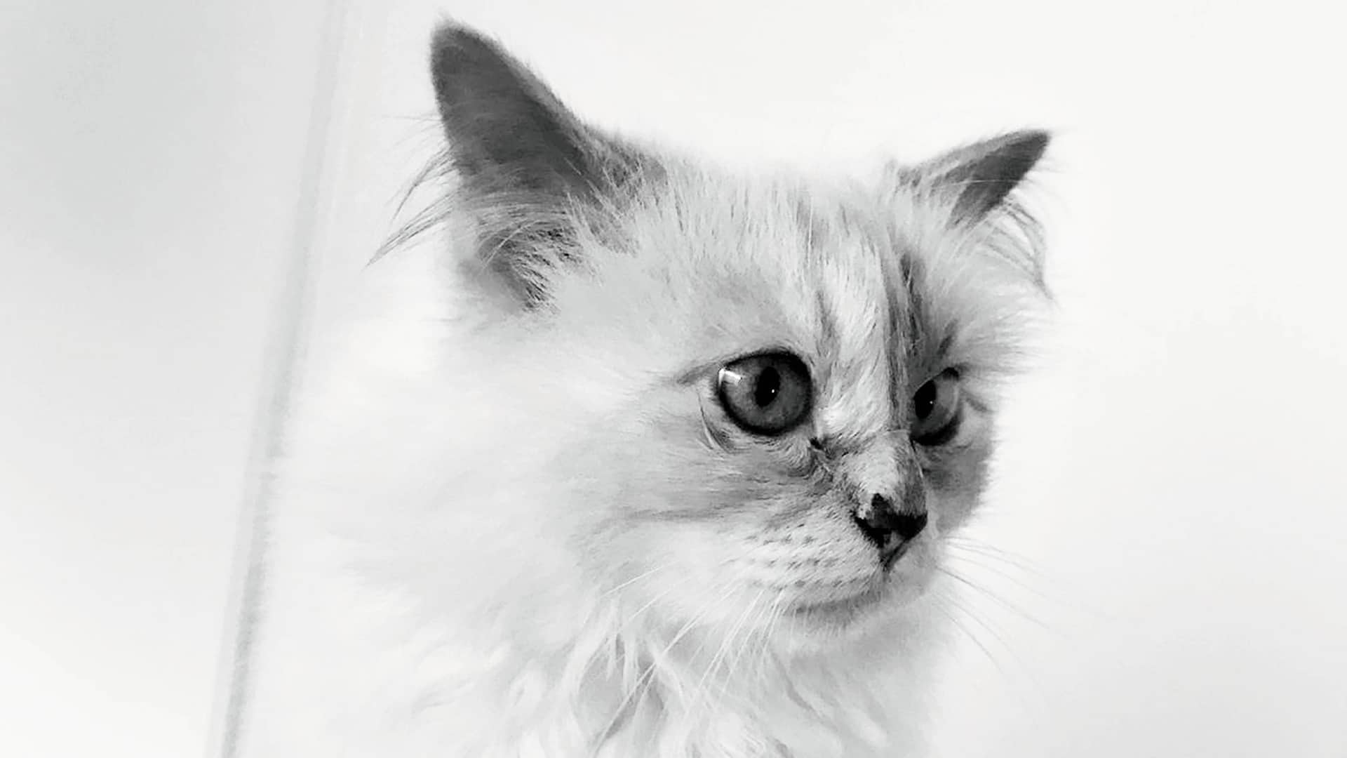 Choupette: the private life of a very public cat – in pictures