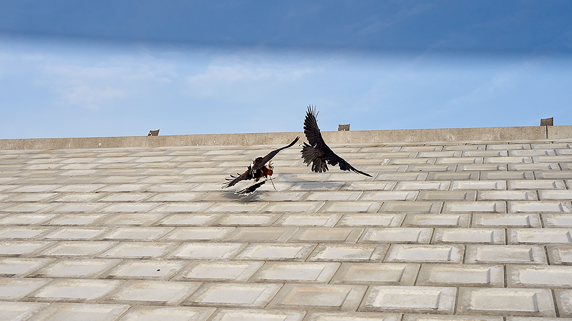 Guillaume Simoneau, l’envol du corbeau