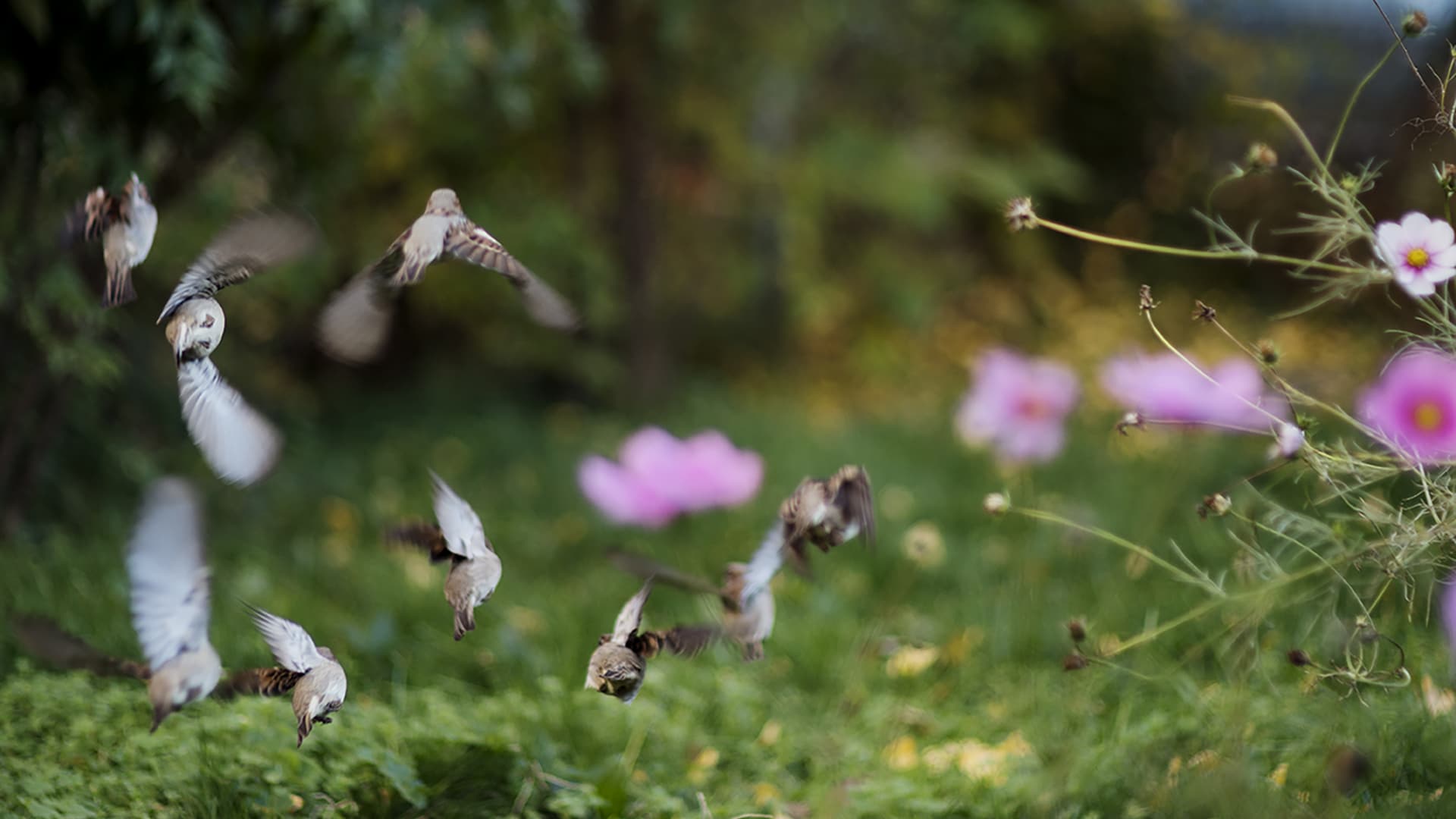 Terri Weifenbach: Feathers and twigs