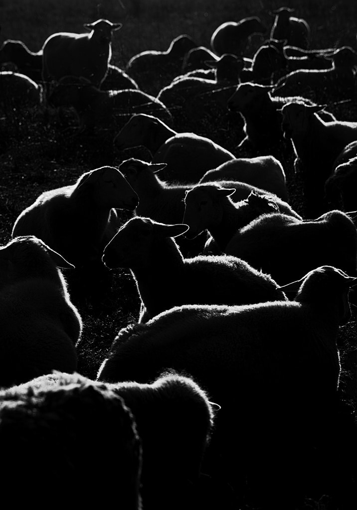 Black Sheep © Arthur Drooker