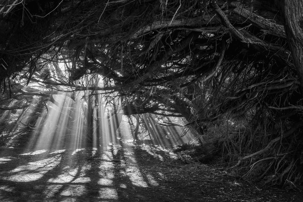 Tree of Light © Arthur Drooker