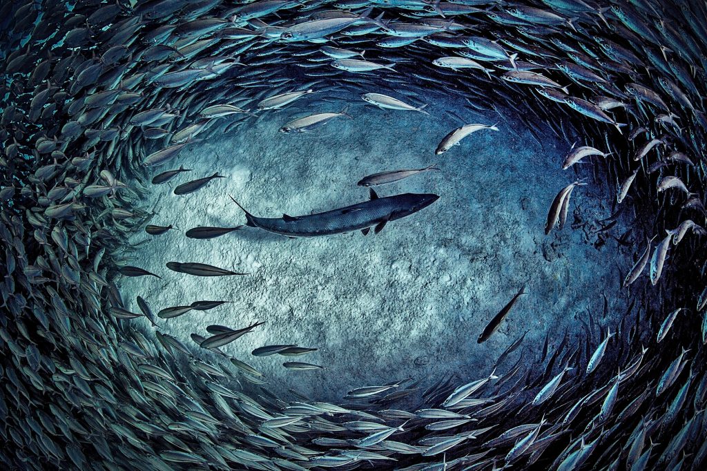 Big eye mackerel sustainable traditional fishing in Bonaire