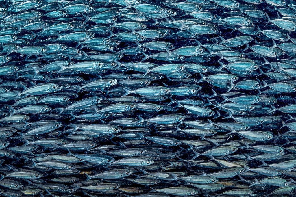 Big eye mackerel sustainable traditional fishing in Bonaire