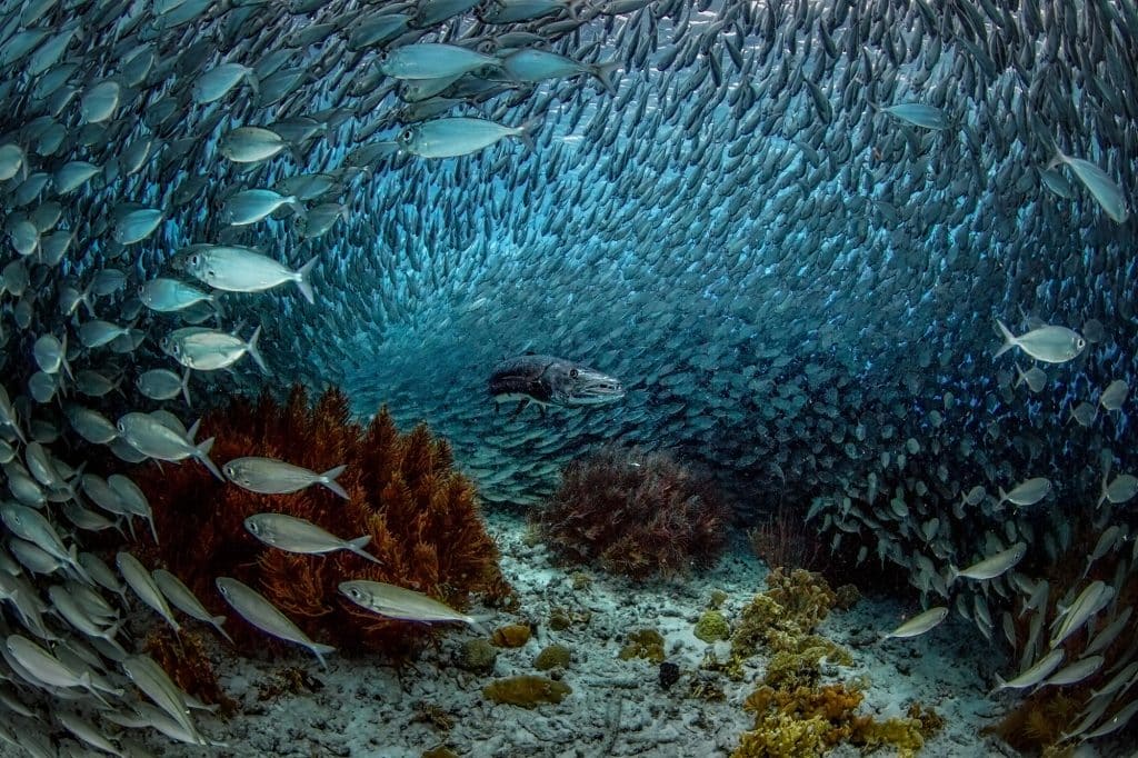 Big eye mackerel sustainable traditional fishing in Bonaire (Dut