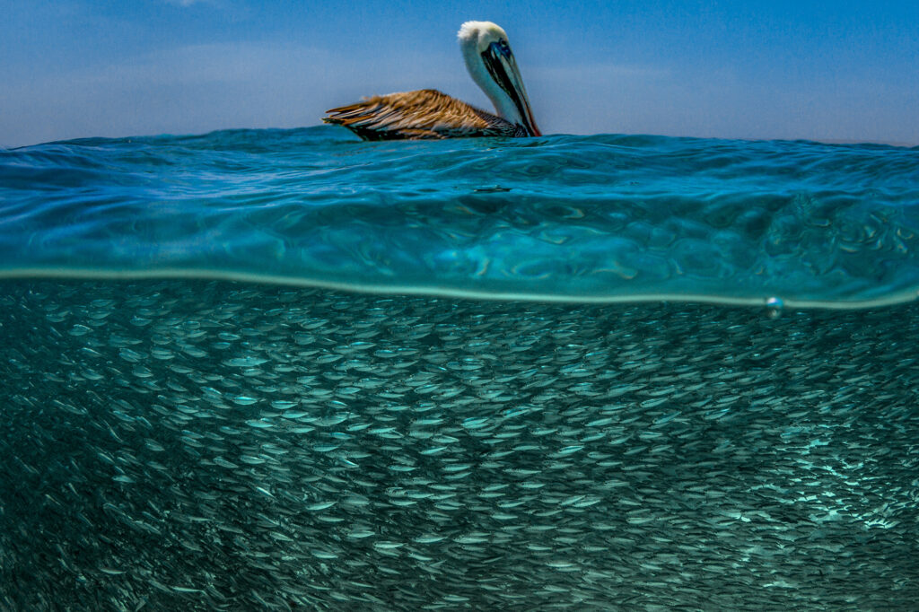 Pêche traditionnelle au maquereau à Bonaire