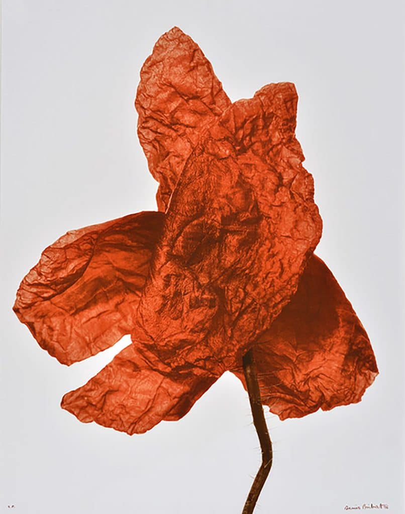 Denis Brihat