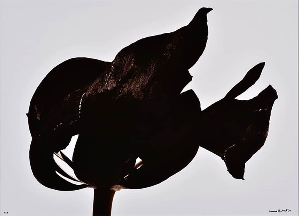 Denis Brihat