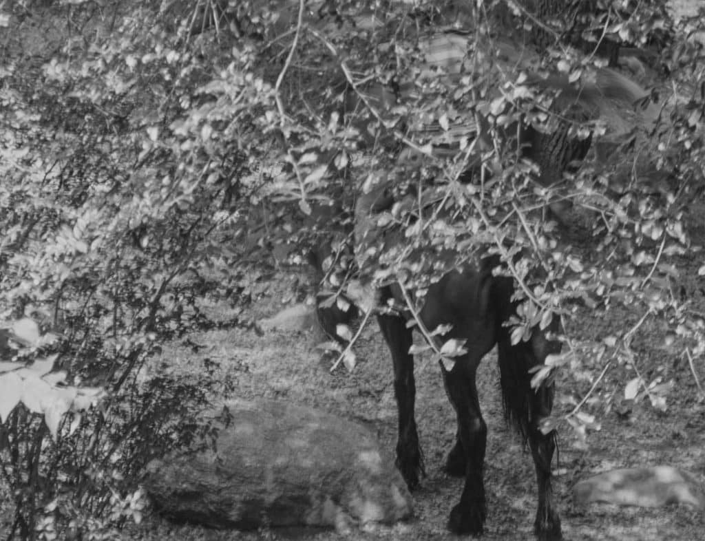 Roy DeCarava, Un cheval et son cavalier sous un arbre, 1987