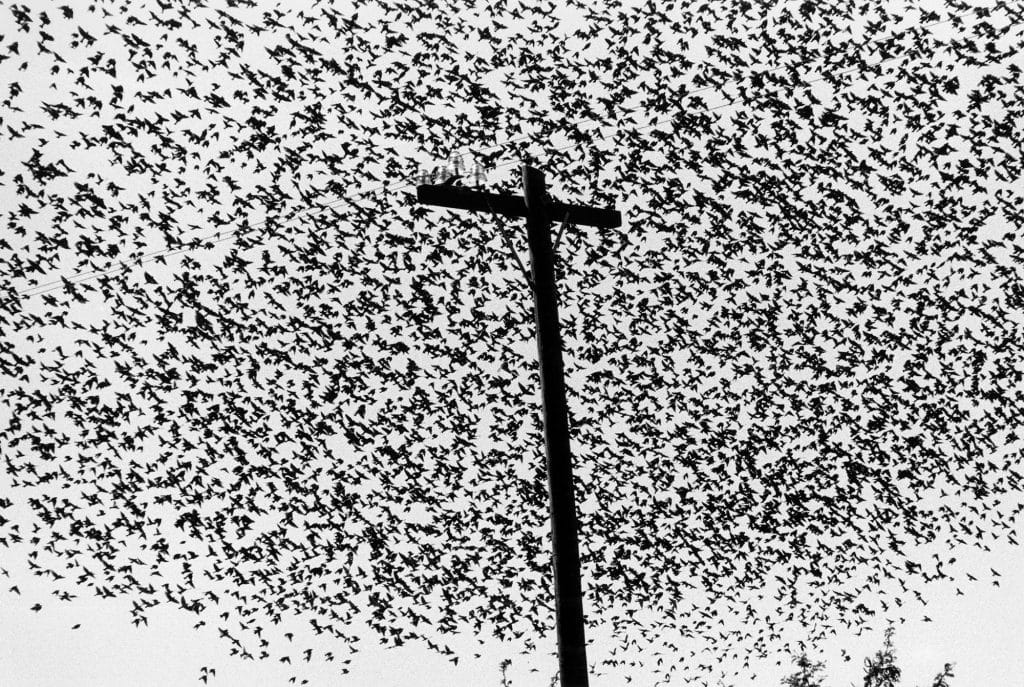 Pájaros en el poste de luz, Carretera a Guanajuato, México, 1990 © Graciela Iturbide