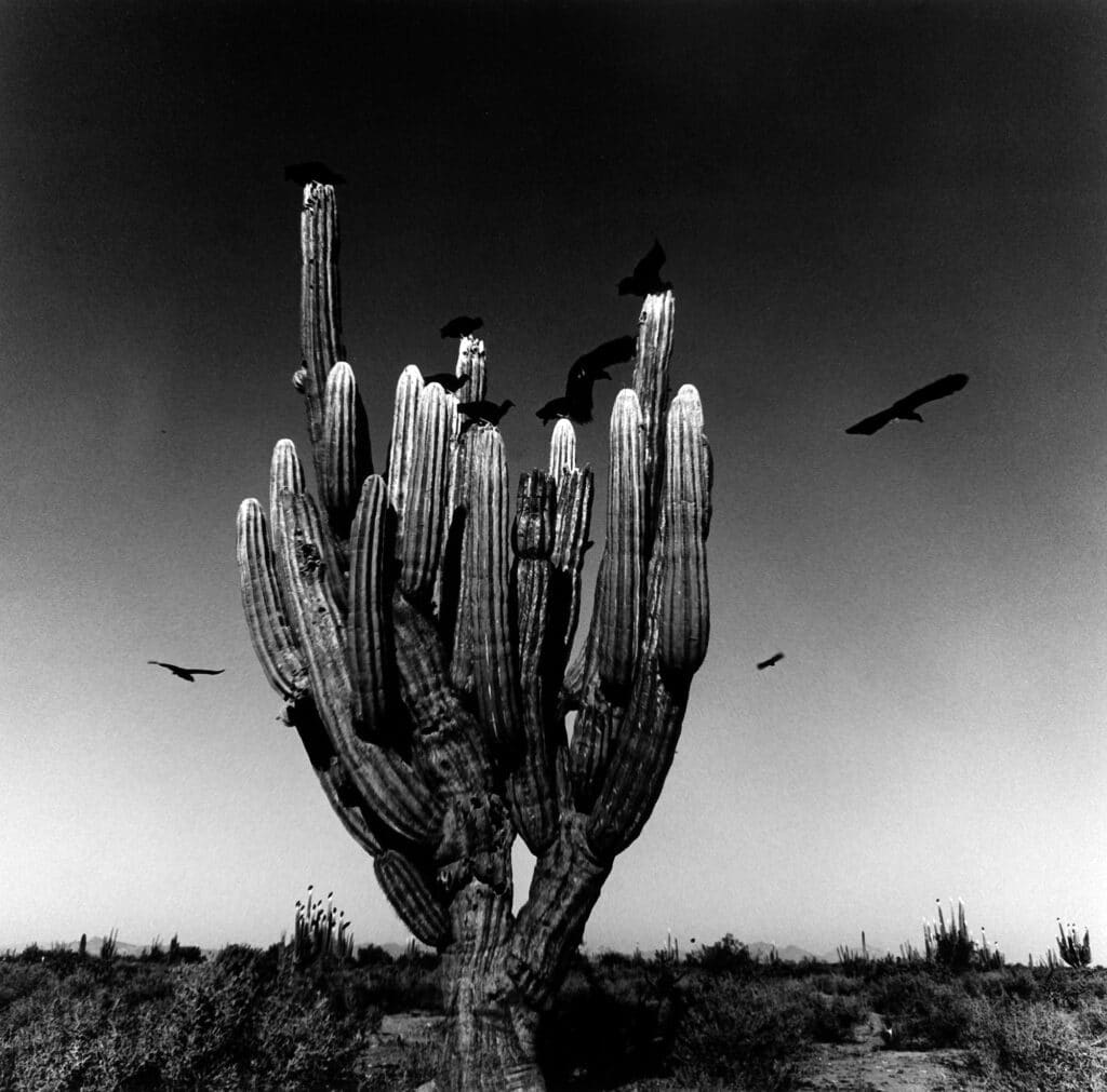 Saguaro, Desierto de Sonora, México, 1979 © Graciela Iturbide