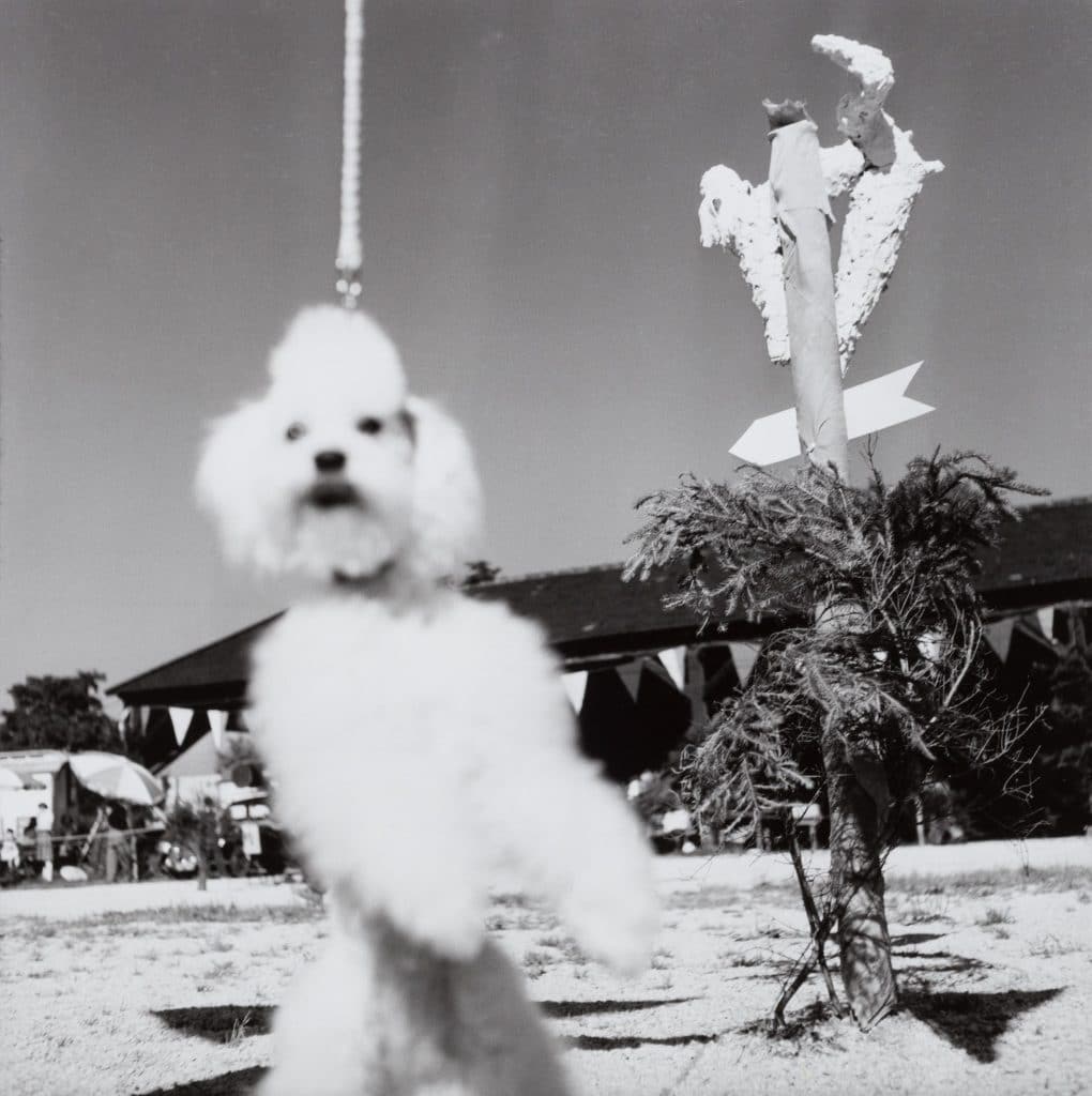 White Poodle, München, 1960 © Barbara Niggl Radloff