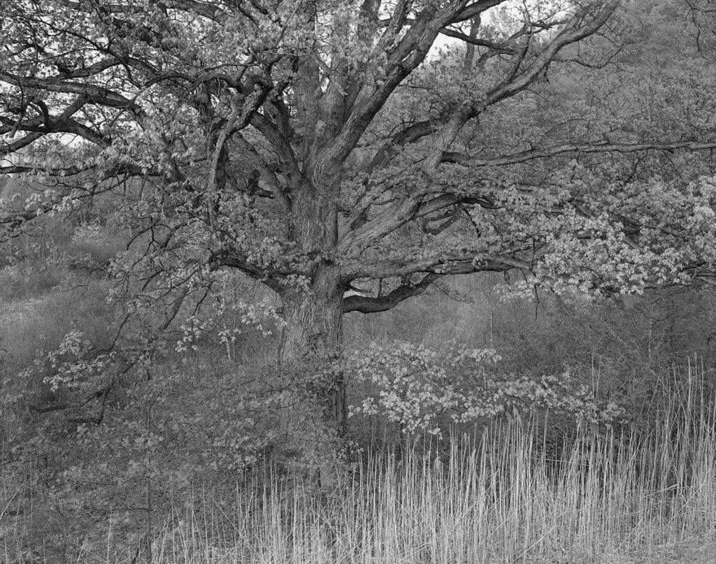 George Tice