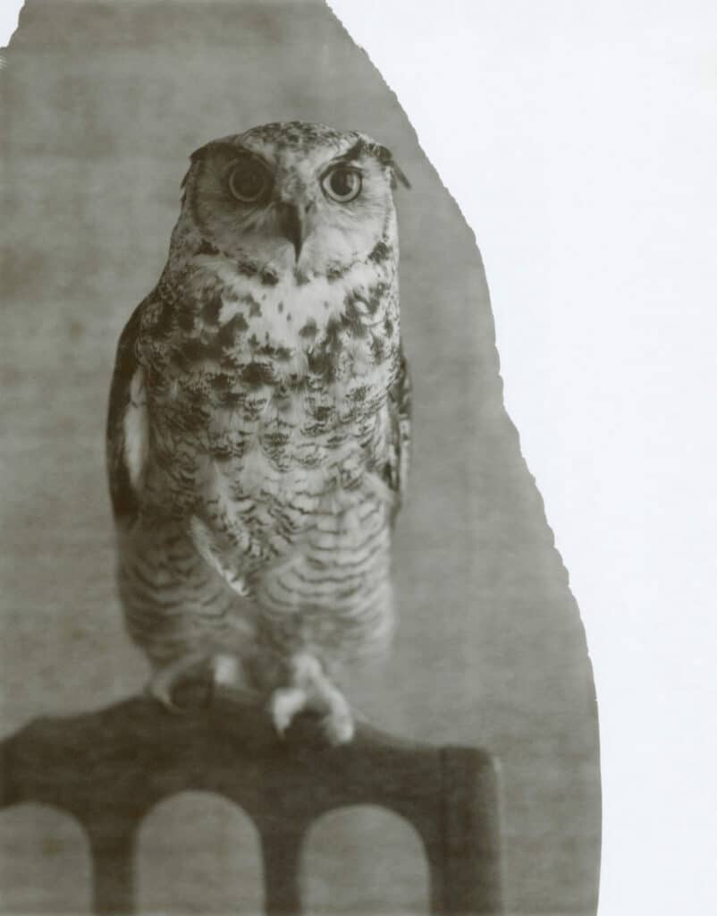 Owl, Paris, 2020. Platinum print.  50 x 39 cm © Paolo Roversi, courtesy of Gallery Camera Obscura