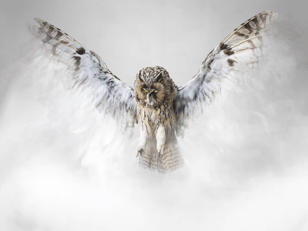 Misty Owl (Otus Nebula).  Able to create a mist with hypnotic properties, said to maintain the balance of the biotope on Auctus animalis island © Vincent Fournier for the Swiss Life 4 Hands Prize 2022-2023