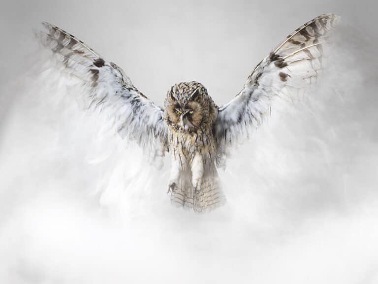 Misty owl (Otus nebula). Able to generate a mist with hypnotic properties, intended to maintain the balance of the biotope on the island Auctus animalis © Vincent Fournier for the Swiss Life 4 Hands Prize 2022-2023