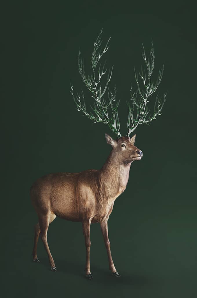 CERF CELESTE (Cervus Coelestia) Guide de l’île Auctus animalis. Ses bois constitués de cristal luminescent permettent aux différentes espèces de s’orienter sur l’île. Le cerf céleste donne également le signal de départ aux espèces pour leur métamorphose en étoiles. © Vincent Fournier pour le Prix Swiss Life à 4 mains 2022-2023