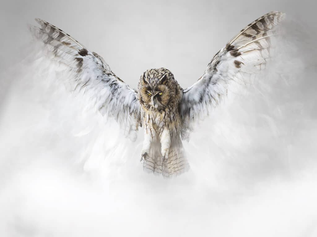 Hibou Brume (Otus nebula). Capable de générer une brume aux propriétés hypnotiques, destinée à maintenir l’équilibre du biotope sur l’île Auctus animalis. © Vincent Fournier pour le Prix Swiss Life à 4 mains 2022-2023