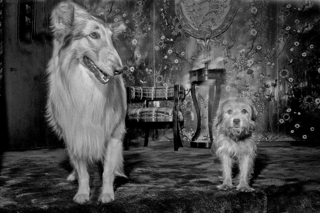 Ouverture du film Benji et Lassie, Dallas, Texas 1978. ©Bob Shaw