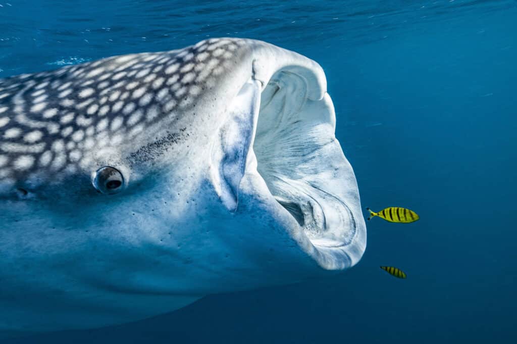 Le requin-baleine est le plus grand poisson du monde, pouvant mesurer jusqu’à 18 mètres de long. Sa gueule mesure environ 2 mètres de large. Il peut filtrer jusqu’à 2 000 tonnes d’eau par heure et se nourrit principalement de plancton. Océan Indien, golfe de Tadjoura, Djibouti. © Alexis Rosenfeld avec l’UNESCO