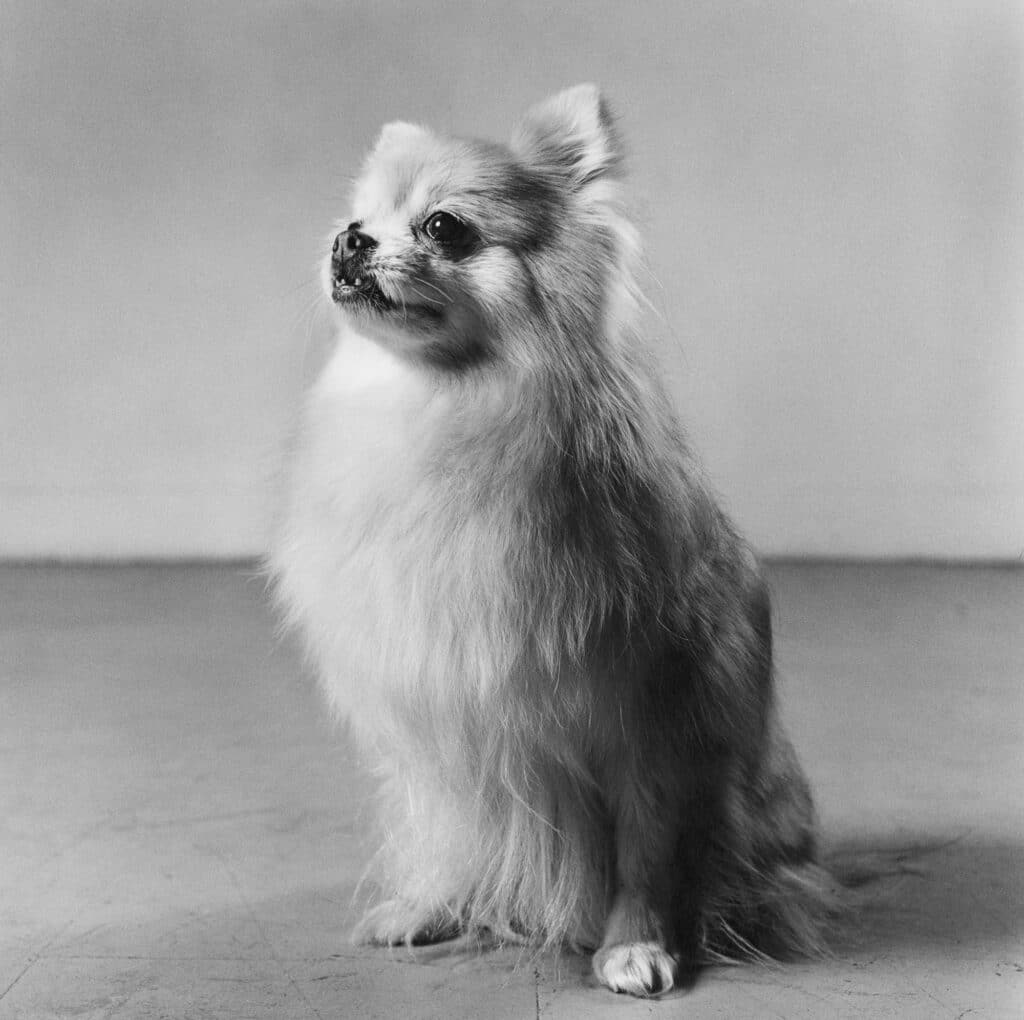 Beauregard's Dog Pilar, 1983 gelatin silver print. © 2022 The Peter Hujar Archive, LLC / Artists Rights Society (ARS), New York