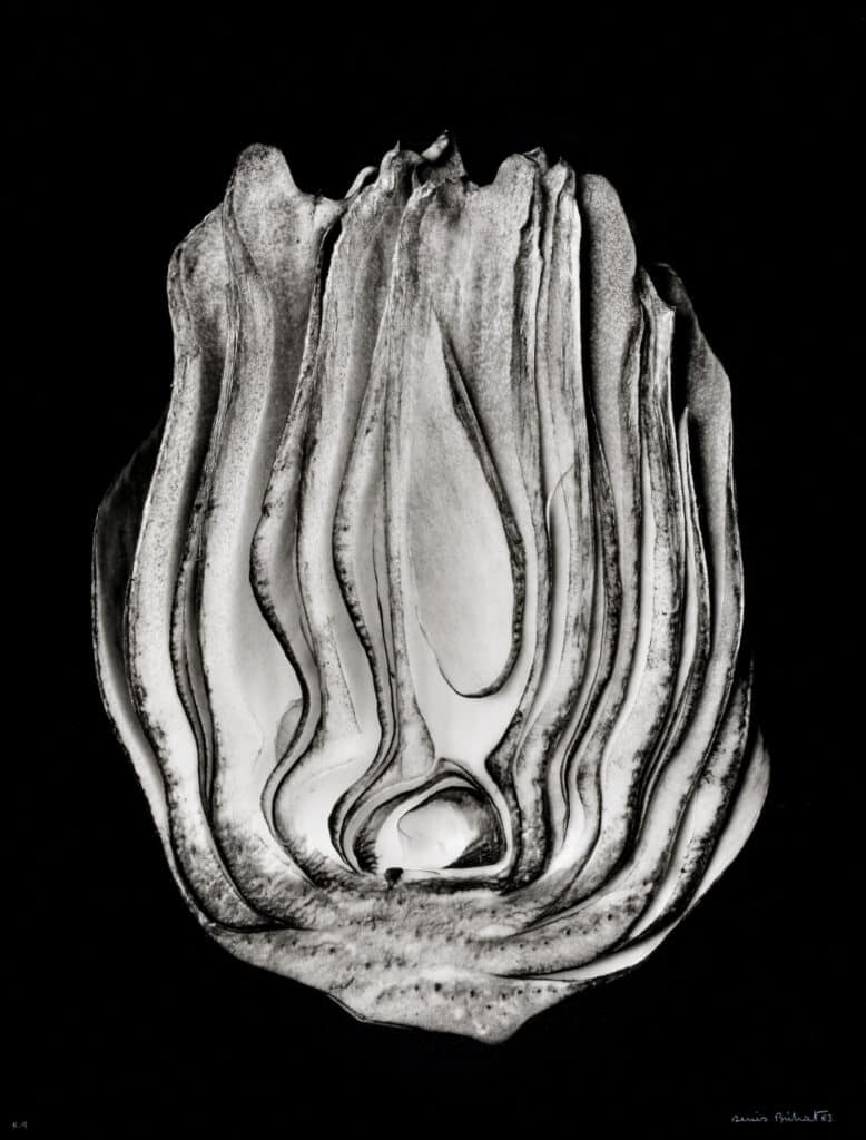 Artichoke cut. 1963 © Denis Brihat