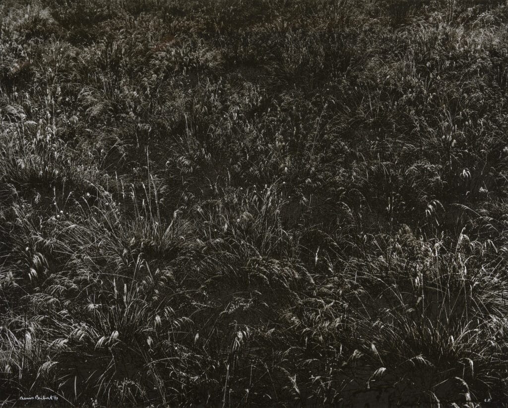 The meadow of Salers © Denis Brihat