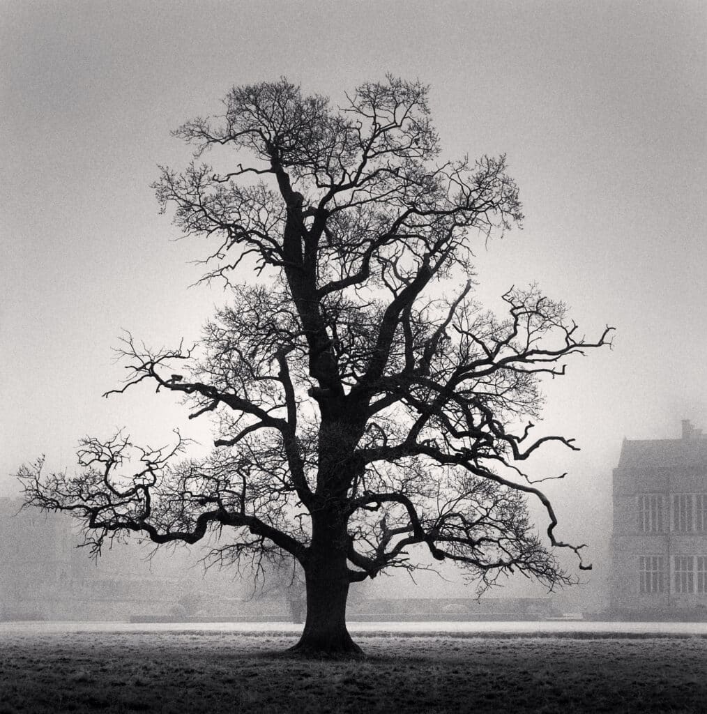 Graceful Oak, Broughton, Oxfordshire, England. 2005 © Michael Kenna