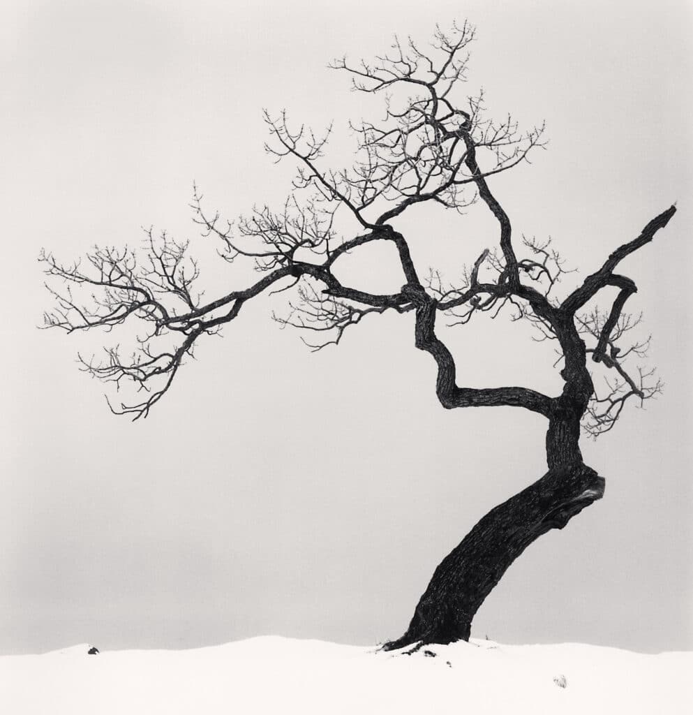 Arbre du lac de Kussharo, Kotan, Hokkaido, Japon. 2002 © Michael Kenna