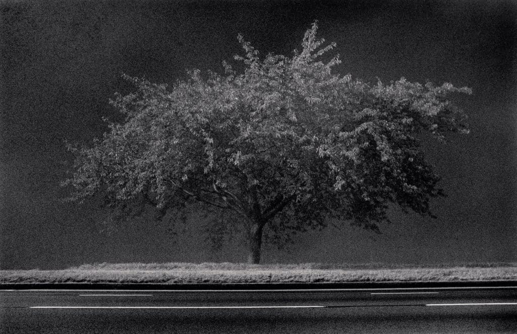 Arbre en bordure de route, Richmond, Surrey, Angleterre. 1983 © Michael Kenna