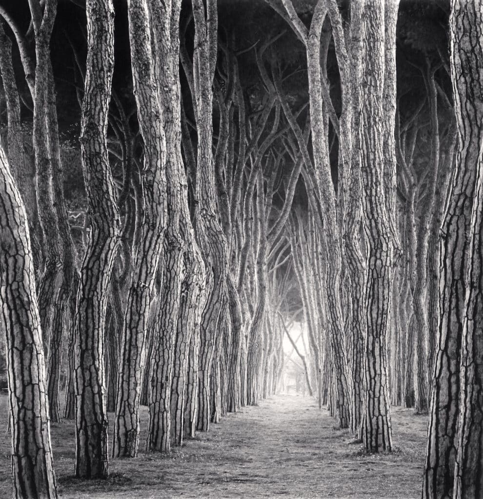 Stone Pine Tunnel, Pineto, Abruzzo, Italy. 2016 © Michael Kenna