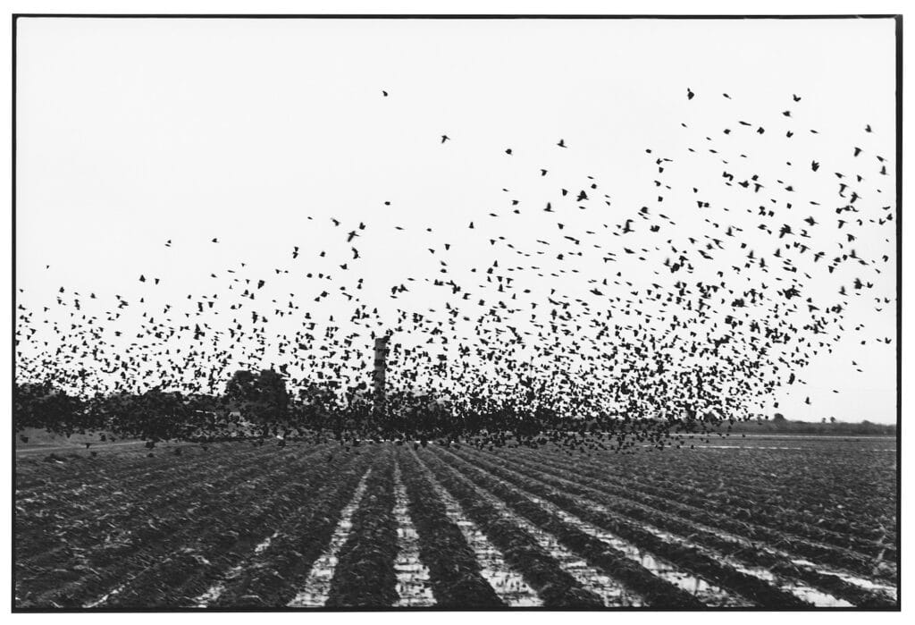 Al río / To the River, 2016–2022. Avec l'aimable autorisation de l'artiste, de la galerie Gisela Capitain et de Hauser & Wirth © Zoe Leonard.