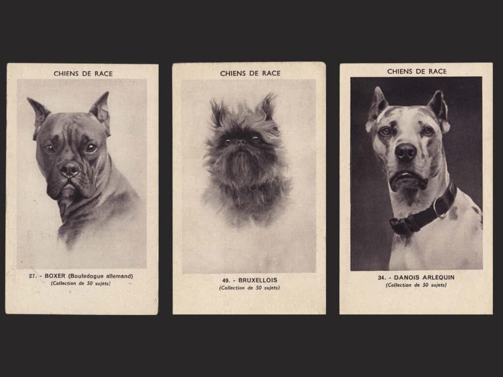 Pedigree dogs, collection of 50 subjects, between 1920 and 1939. © Berthier Laboratory