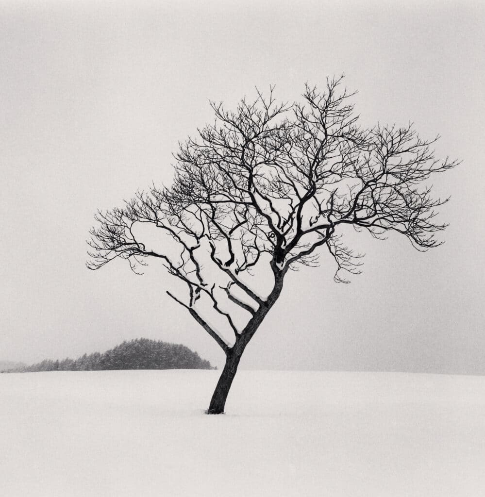 Arbre de Blackstone Hill, Hokkaido, Japon. 2020 © Michael Kenna