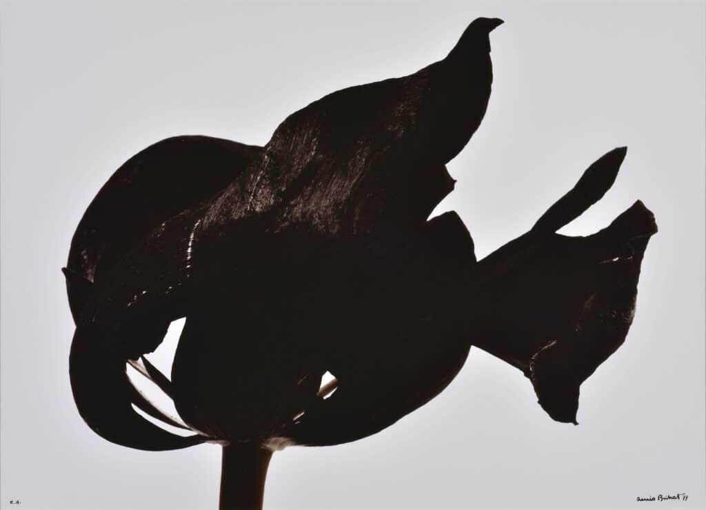 Tulipe noire. 1977 © Denis Brihat