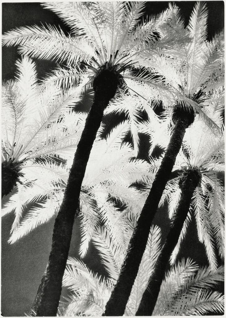 Pierre Boucher, Palmeraie, vers 1936, Infrarouge, épreuve gélatino - argentique, 18,2 x 12,9 cm, coll. MNAM Centre Pompidou, AM 2012