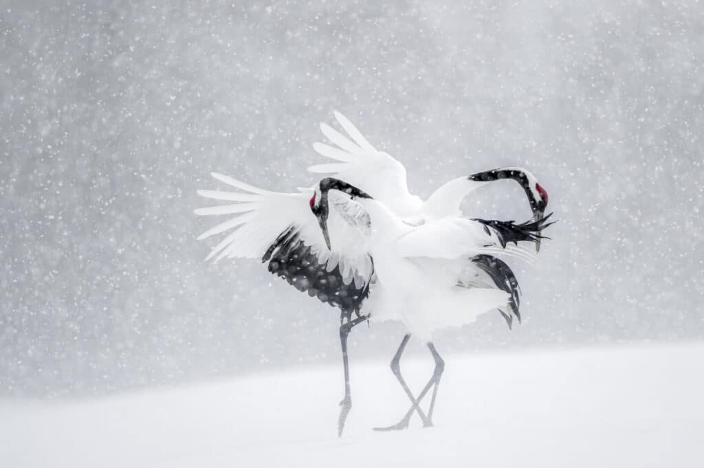 Grues du Japon / Hokkaido © Vincent Munier