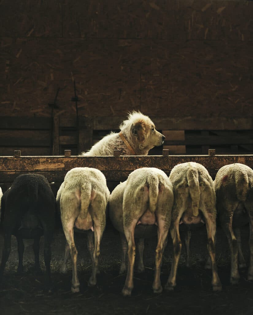 Oreille Coupée ©Julien Coquentin avec l’aimable autorisation des éditions Lamaindonne