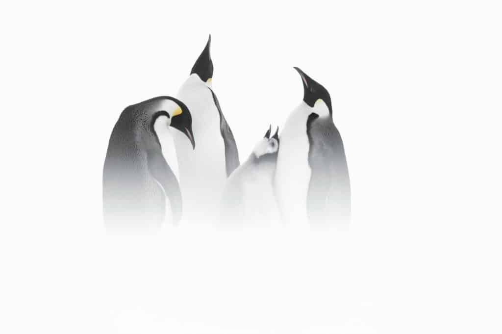 Emperor penguins, Terre Adélie © Vincent Munier