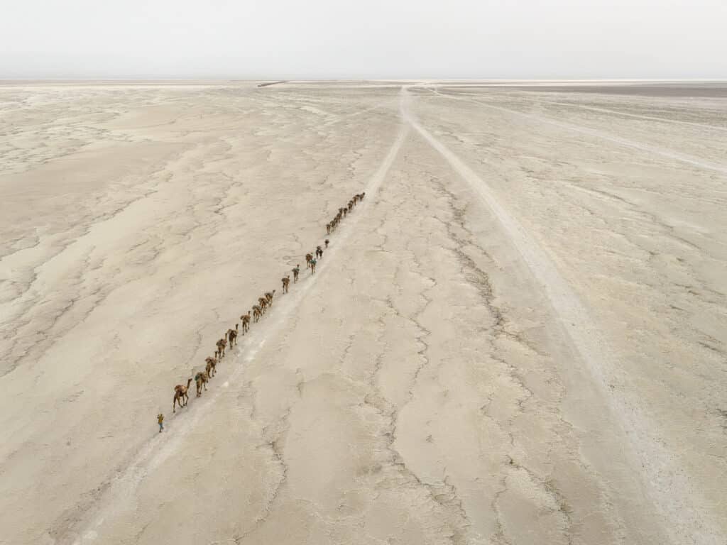 Camel Caravan #1, Danakil of Depression, Ethiopia, 2018. © Edward Burtynsky, courtesy Howard Greenberg Gallery