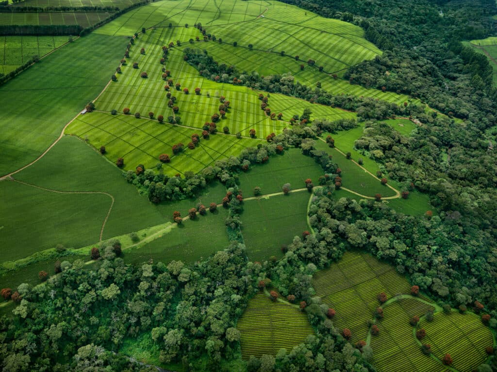 Tea Plantations #4, Near Kericho, of Kenya, 2017 © Edward Burtynsky, courtesy Howard Greenberg Gallery