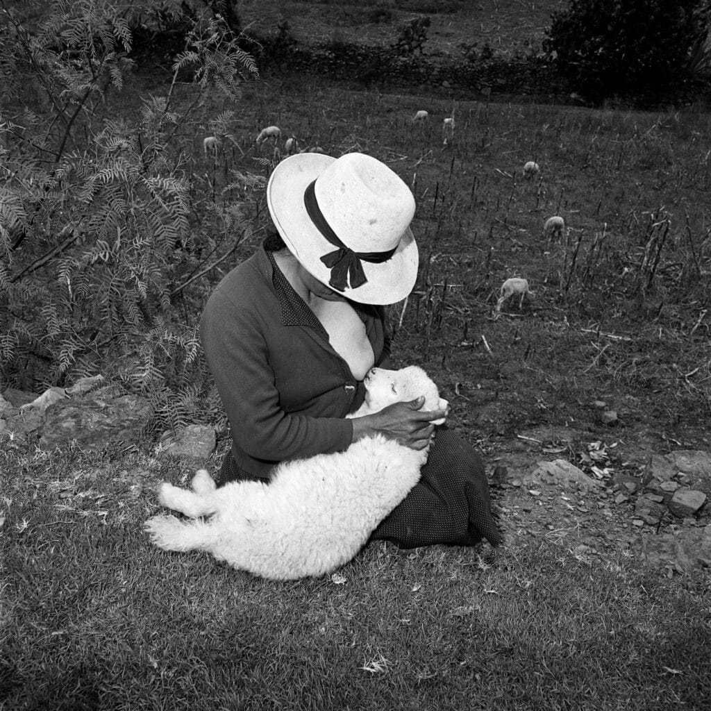 L'agneau de Catalín Valentín, Ancash, Pérou, 1981 © Rosalind Fox Solomon/MUUS