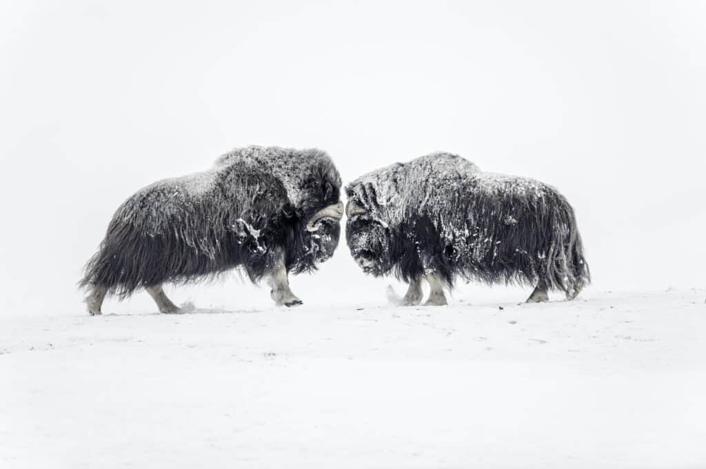 Muskoxen, Norway © Vincent Munier