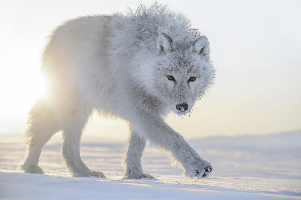 Loup arctique / Canada © Vincent Munier