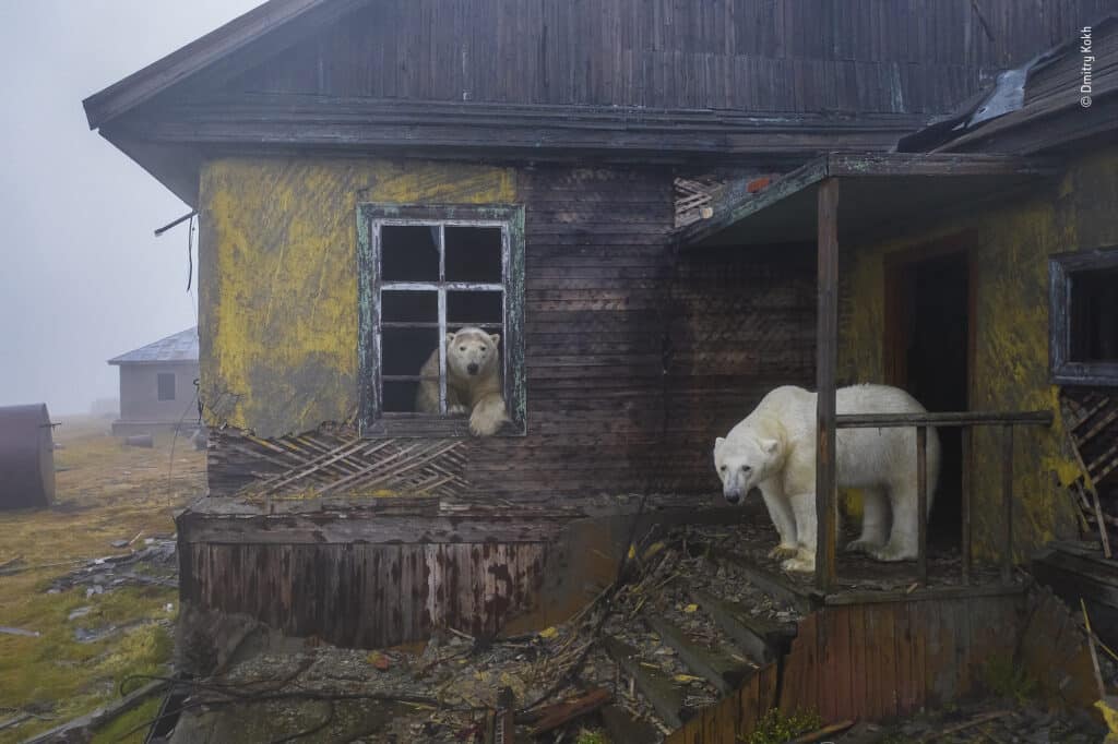 House of bears by Dmitry Kokh, Russia Winner, Urban Wildlife Dmitry Kokh presents this haunting scene of polar bears shrouded in fog at the long-deserted settlement on Kolyuchin. On a yacht, seeking shelter from a storm, Dmitry spotted the polar bears roaming among the buildings of the long-deserted settlement. As they explored every window and door, Dmitry used a low-noise drone to take a picture that conjures up a post-apocalyptic future. In the Chukchi Sea region, the normally solitary bears usually migrate further north in the summer, following the retreating sea ice they depend on for hunting seals, their main food. If loose pack ice stays near the coast of this rocky island, bears sometimes investigate. © Dmitry Kokh, Wildlife Photographer of the Year / Wildlife Photographer of the Year is developed and produced by the Natural History Museum, London