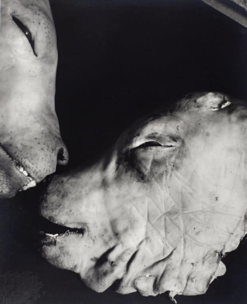 d'Ora, Split Calf's Head, c. 1949-1957 © Fritz Simak Collection