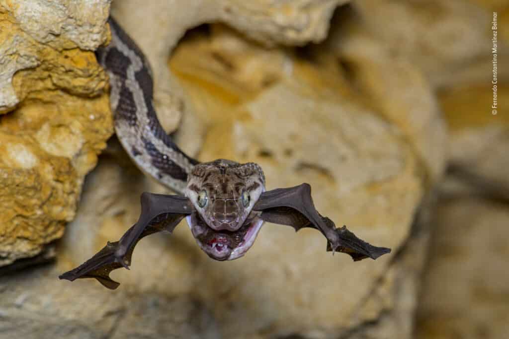 The bat-snatcher by Fernando Constantino Martínez Belmar, Mexico Winner, Behaviour: Amphibians and Reptiles Fernando Constantino Martínez Belmar waits in darkness as a Yucatan rat snake snaps up a bat. Using a red light to which both bats and snakes are less sensitive, Fernando kept an eye on this Yucatan rat snake poking out of a crack. He had just seconds to get the shot as the rat snake retreated into its crevice with its bat prey. Every evening at sundown in the Cave of the Hanging Snakes, thousands of bats leave for the night’s feeding. It is also when hungry rat snakes emerge, dangling from the roof to snatch their prey in mid-air. © Fernando Constantino Martínez Belmar Wildlife Photographer of the Year / Wildlife Photographer of the Year is developed and produced by the Natural History Museum, London