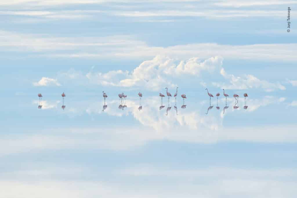 Flamants célestes par Junji Takasago, Gagnant,Japon, Art naturel. Situé dans les Andes, le Salar d'Uyuni est la plus grande étendue de sel au monde. C'est aussi l'une des plus grandes mines de lithium de Bolivie, ce qui menace l'avenir de ces flamants. Le lithium est utilisé dans les batteries des téléphones et des ordinateurs portables. © Junji Takasago, Wildlife Photographer of the Year / Wildlife Photographer of the Year est développé et produit par le Natural History Museum, Londres